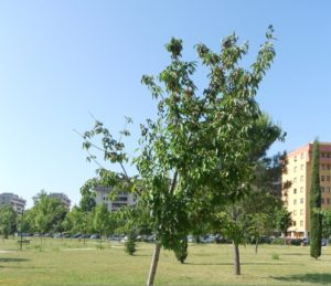 Ponte via della scuola CILIEGI 001