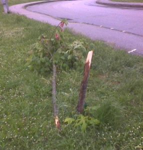 parco ponte san giovanni ancora un albero abbattuto