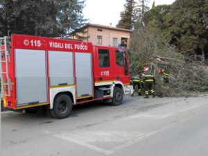 albero caduto 003