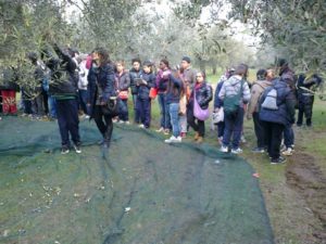 batta studenti al frantoio