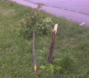 Ancora strage di alberi a Ponte San Giovanni